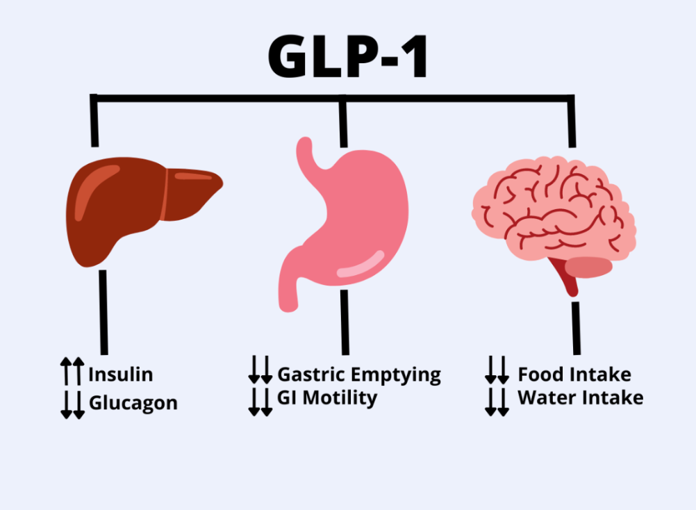 GLP-1 How it Works